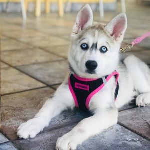 Meet your Posher, Joe